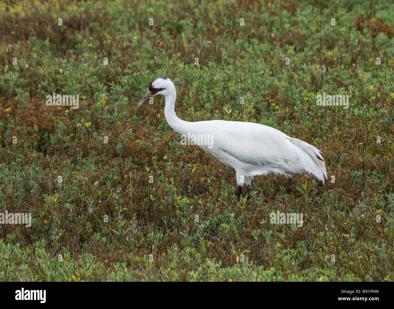 An adult Whooping Crane (Grus americana) foraging in its winter habitat. Aransas National Wildlife Refuge, Texas, USA. Stock Photo