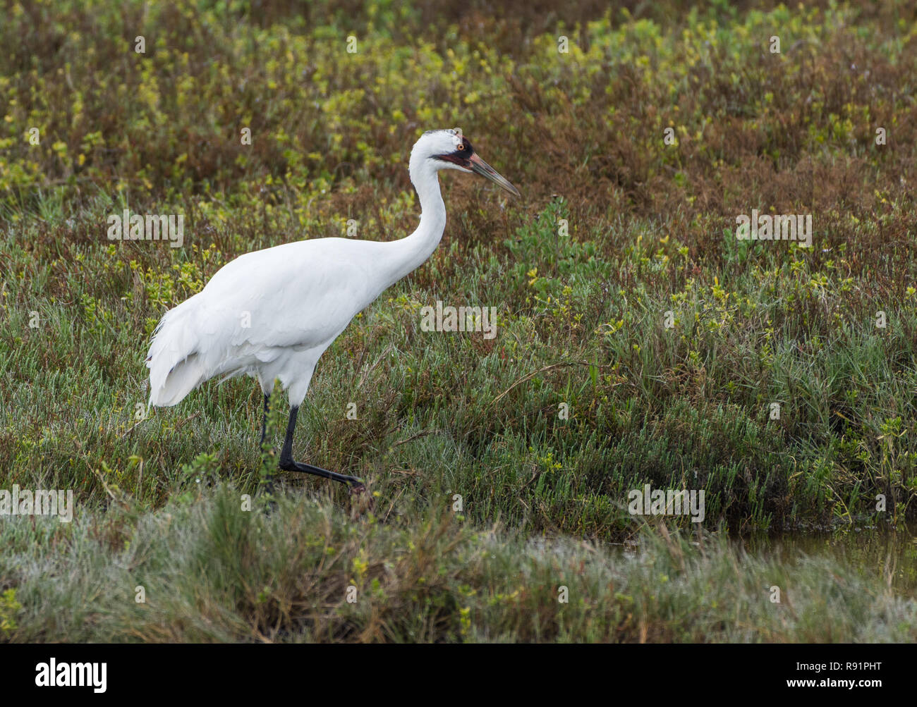 An adult Whooping Crane (Grus americana) foraging in its winter habitat. Aransas National Wildlife Refuge, Texas, USA. Stock Photo