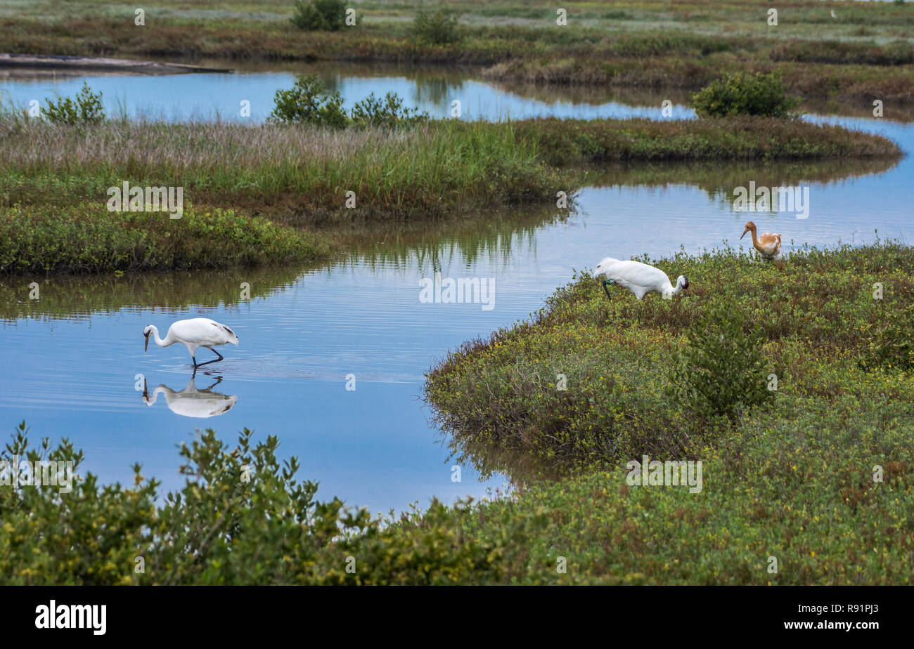 A family of Whooping Cranes (Grus americana) foraging in its winter