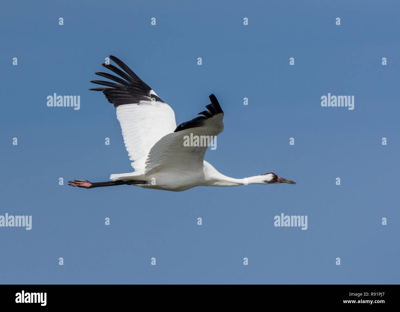 A Whooping Crane (Grus americana) flying over blue sky. Aransas National Wildlife Refuge, Texas, USA. Stock Photo