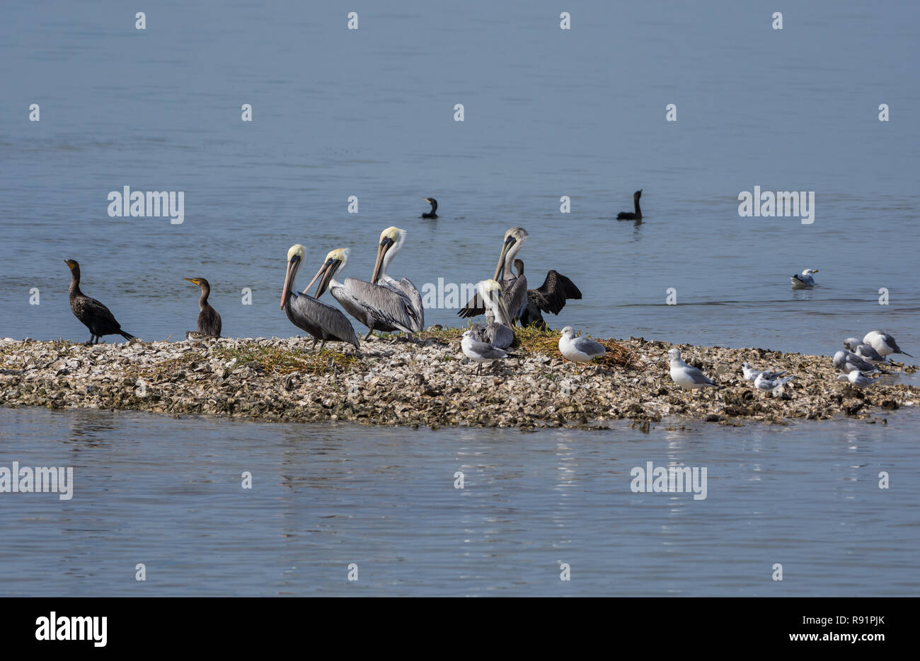 Brown Pelicans (Pelecanus occidentalis) and other water birds resting on an oyster reef.  Aransas National Wildlife Refuge, Texas, USA. Stock Photo