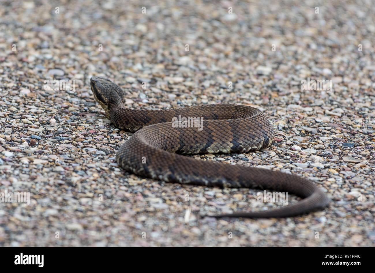Cottonmouth snake (Agkistrodon piscivorus), a species of venomous pit viper found in SE United States. Aransas National Wildlife Refuge, Texas, USA. Stock Photo