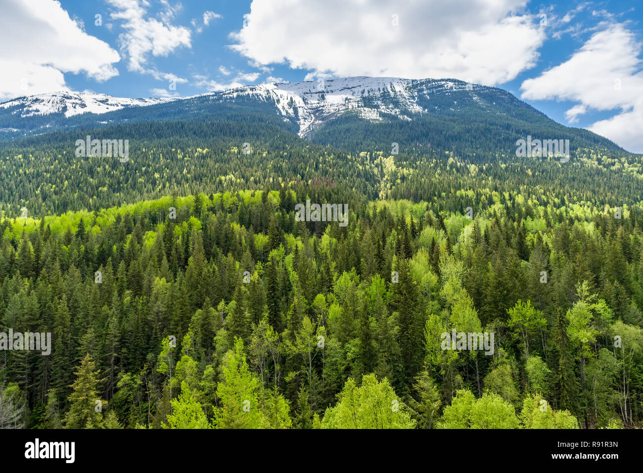 Colorful forest of British Columbia Canada Stock Photo Alamy