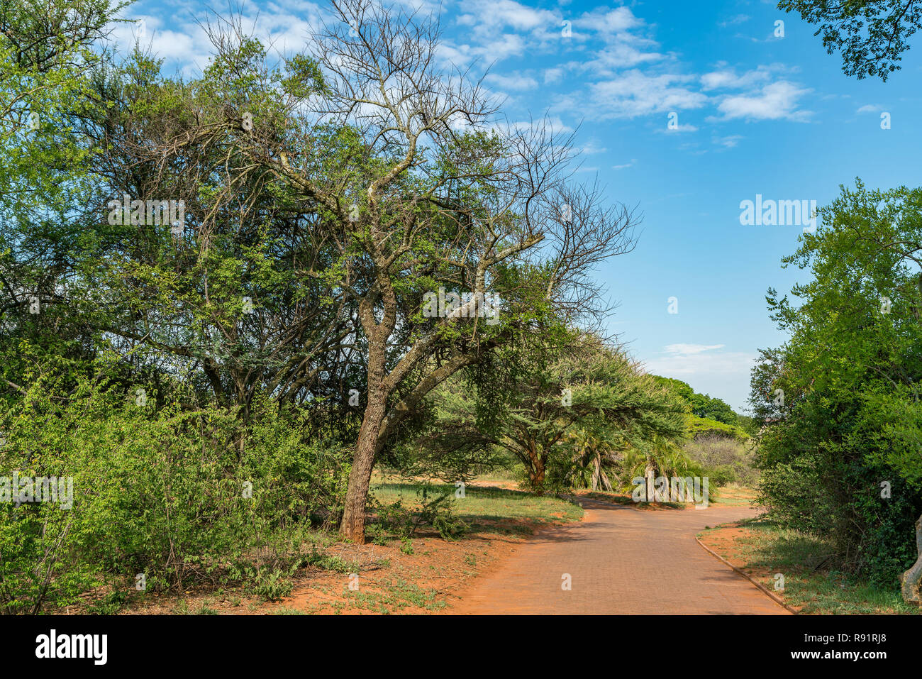 National Botanical garden in Pretoria, South Africa. It contains plants