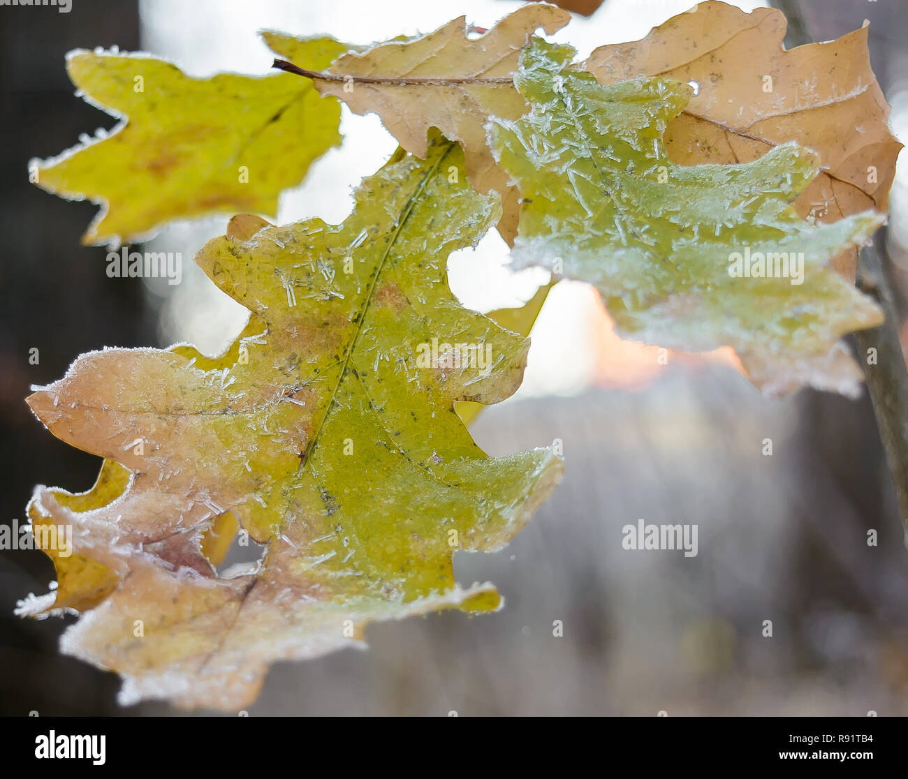 First frost, Frost On The Grass, Frost On The Leaves, Frost On The Plants, Oak leaf Stock Photo