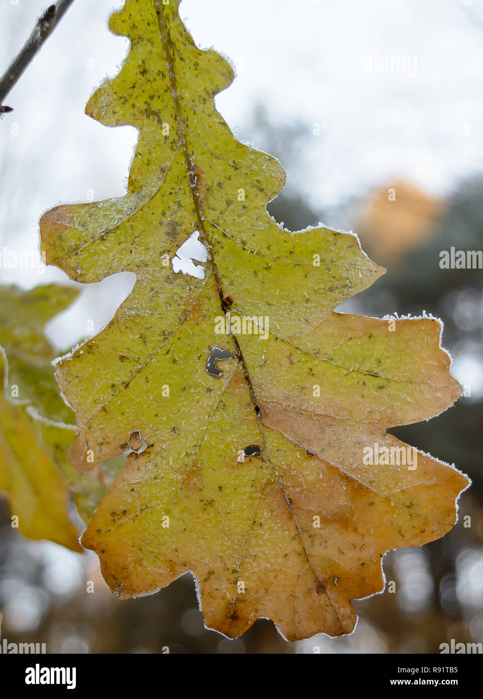 First frost, Frost On The Grass, Frost On The Leaves, Frost On The Plants, Oak leaf Stock Photo