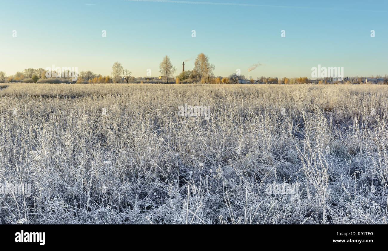 First frost, Frost In The Field, Frost On Plants, Frost On The Grass, Frost On The Leaves, Frost On The Meadow, Frost On The Trees Stock Photo