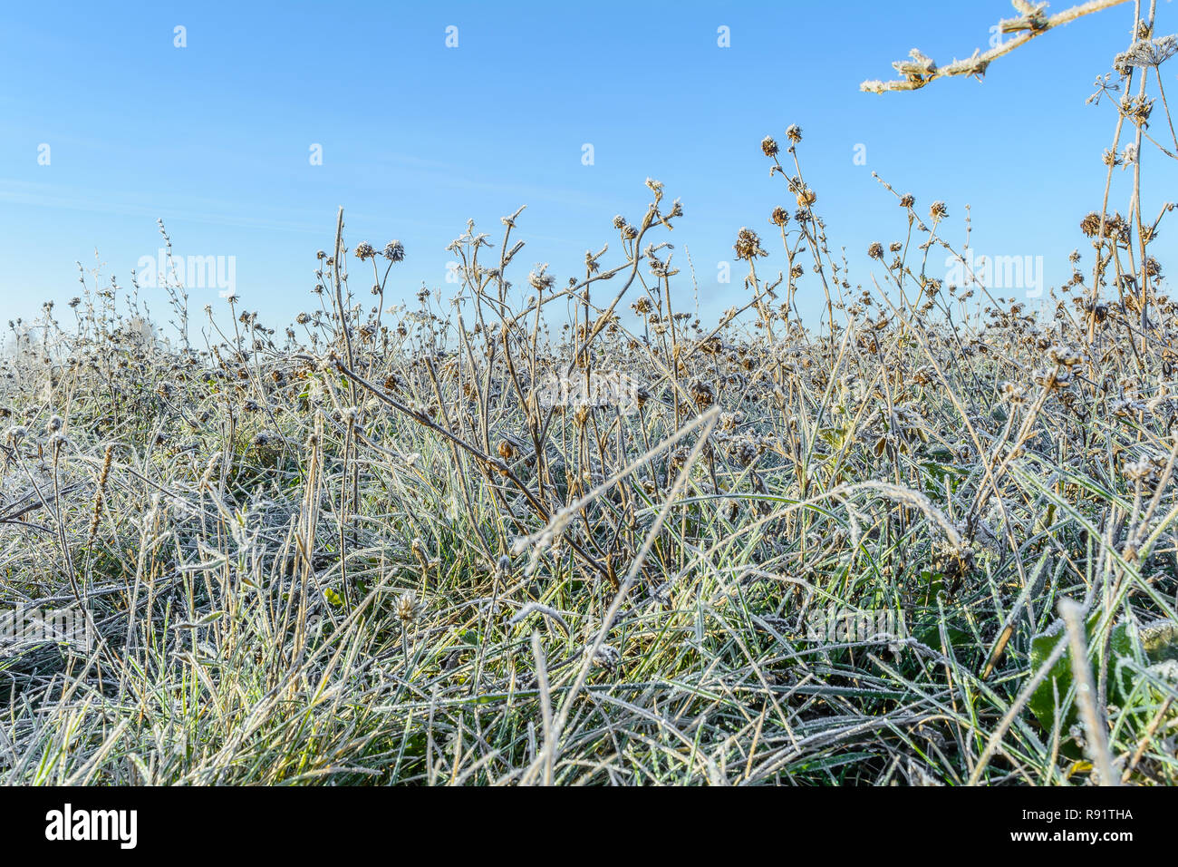 First frost, Frost In The Field, Frost On Plants, Frost On The Grass, Frost On The Leaves, Frost On The Meadow Stock Photo