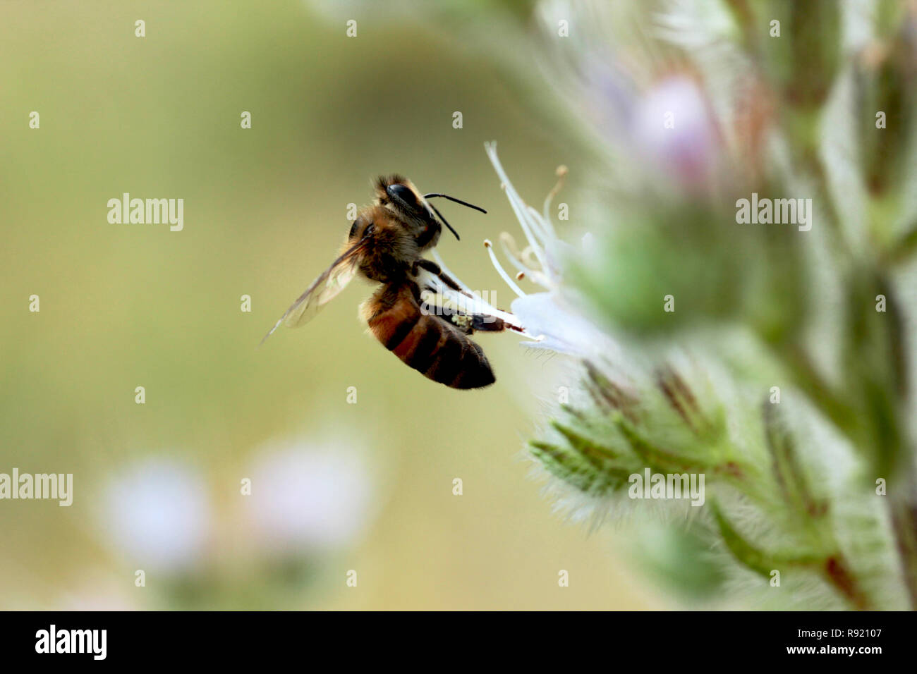 Honey bee collecting pollen from flowers Stock Photo Alamy