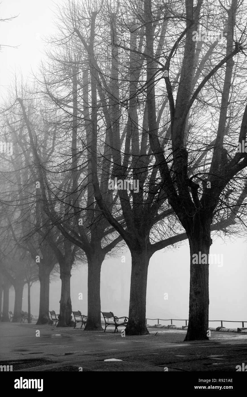 Black and white photo of benches in a park in the fog. Stock Photo