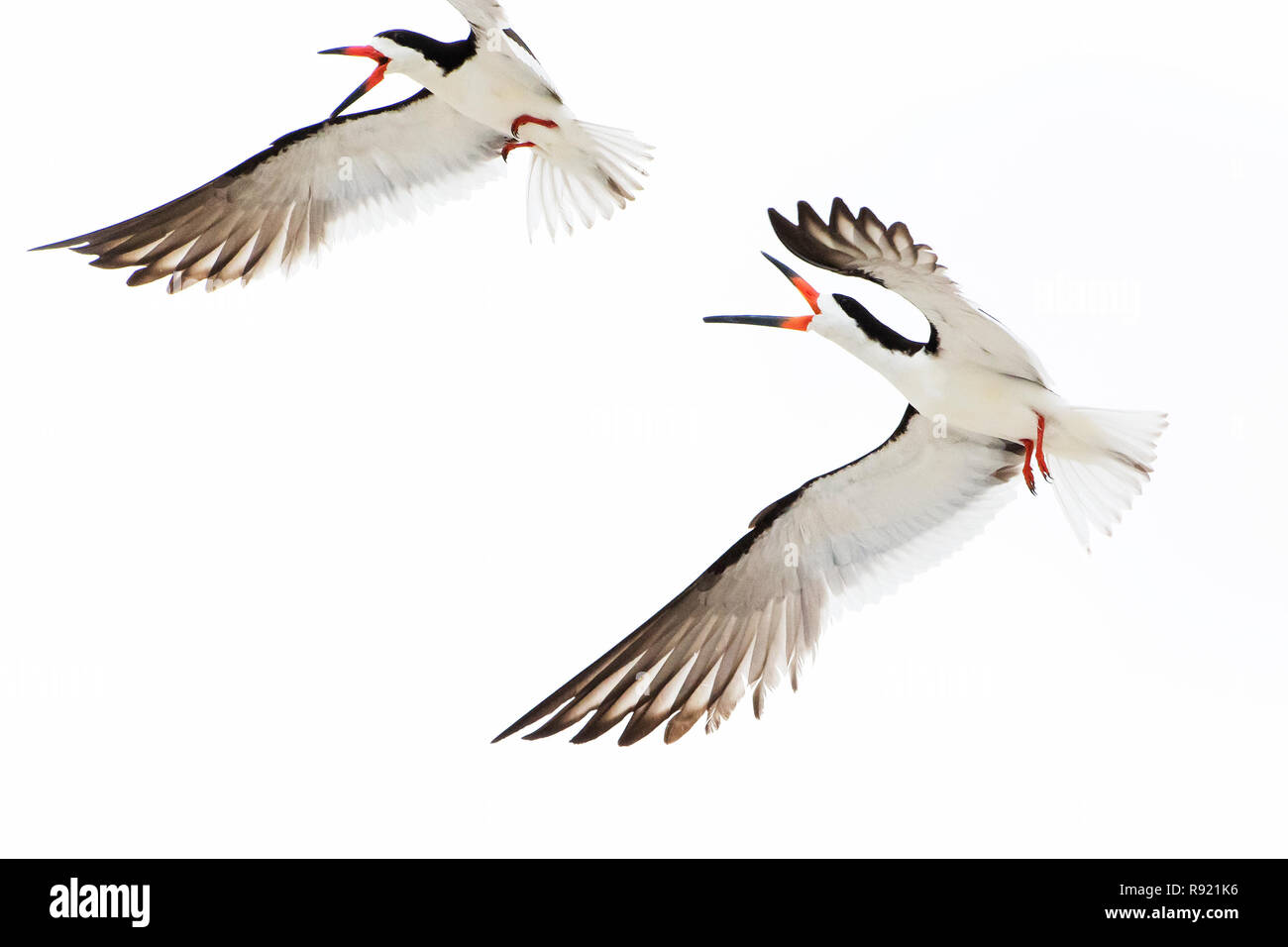 Skimmer birds Cut Out Stock Images & Pictures Alamy