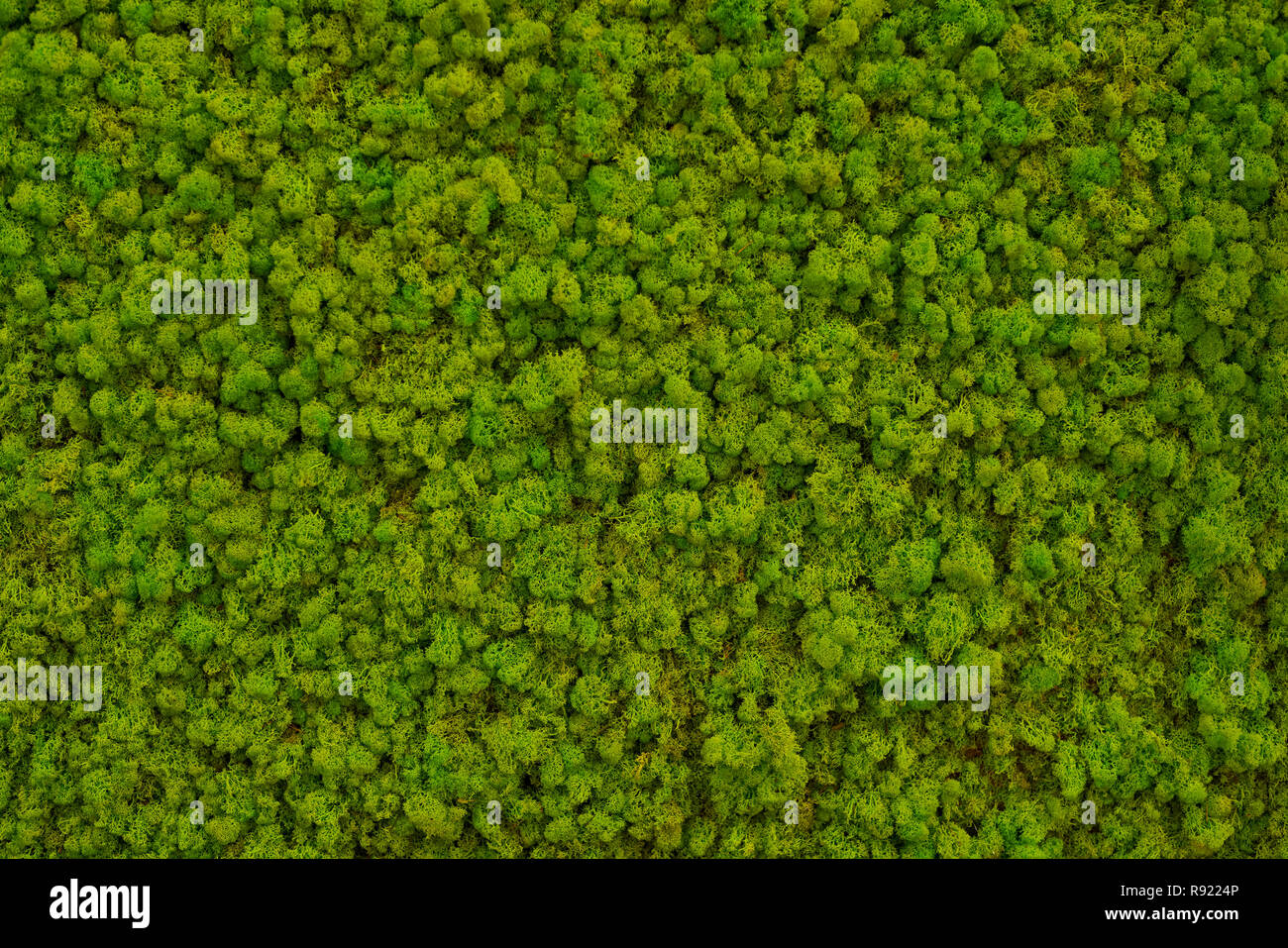 Green moss on a wall Stock Photo