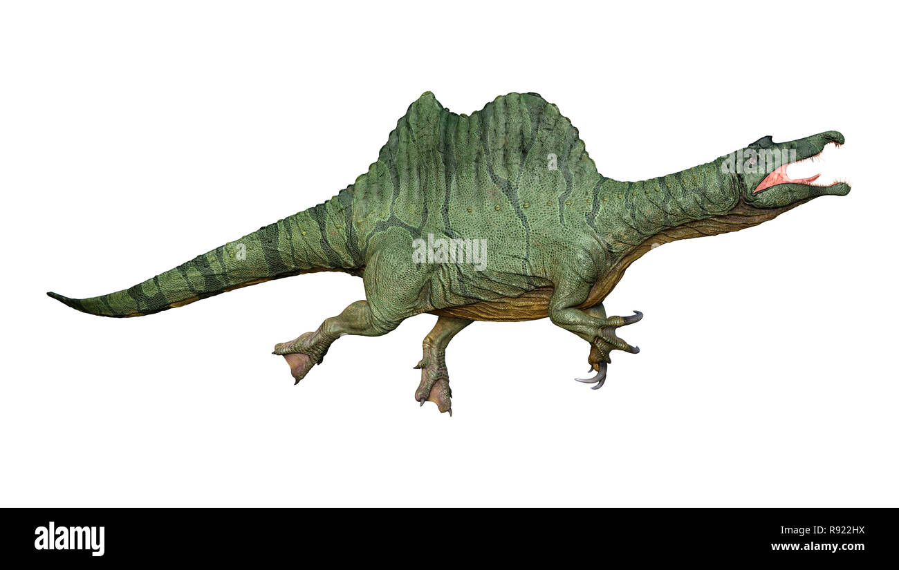 3D rendering of a dinosaur Spinosaurus isolated on white background ...