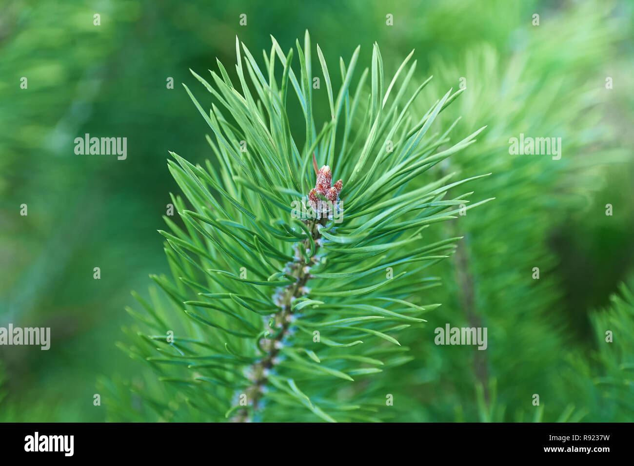 Branches of green pine close up. Spruce needles. Background of Christmas tree branches. Stock Photo