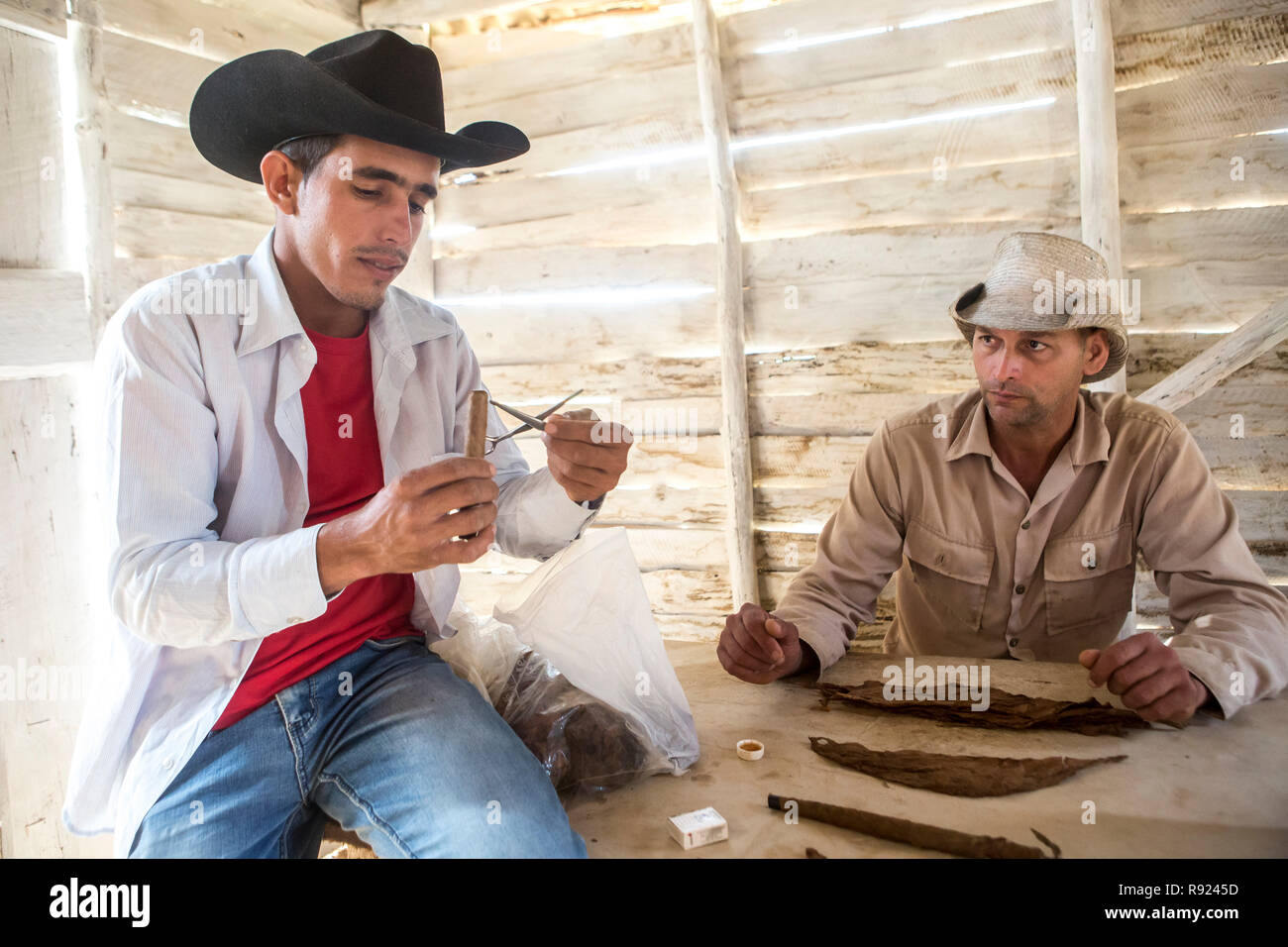 Two male tobacco farmers wearing cowboy hats preparing Cuban cigars, Vinales, Pinar Del Rio, Cuba Stock Photo