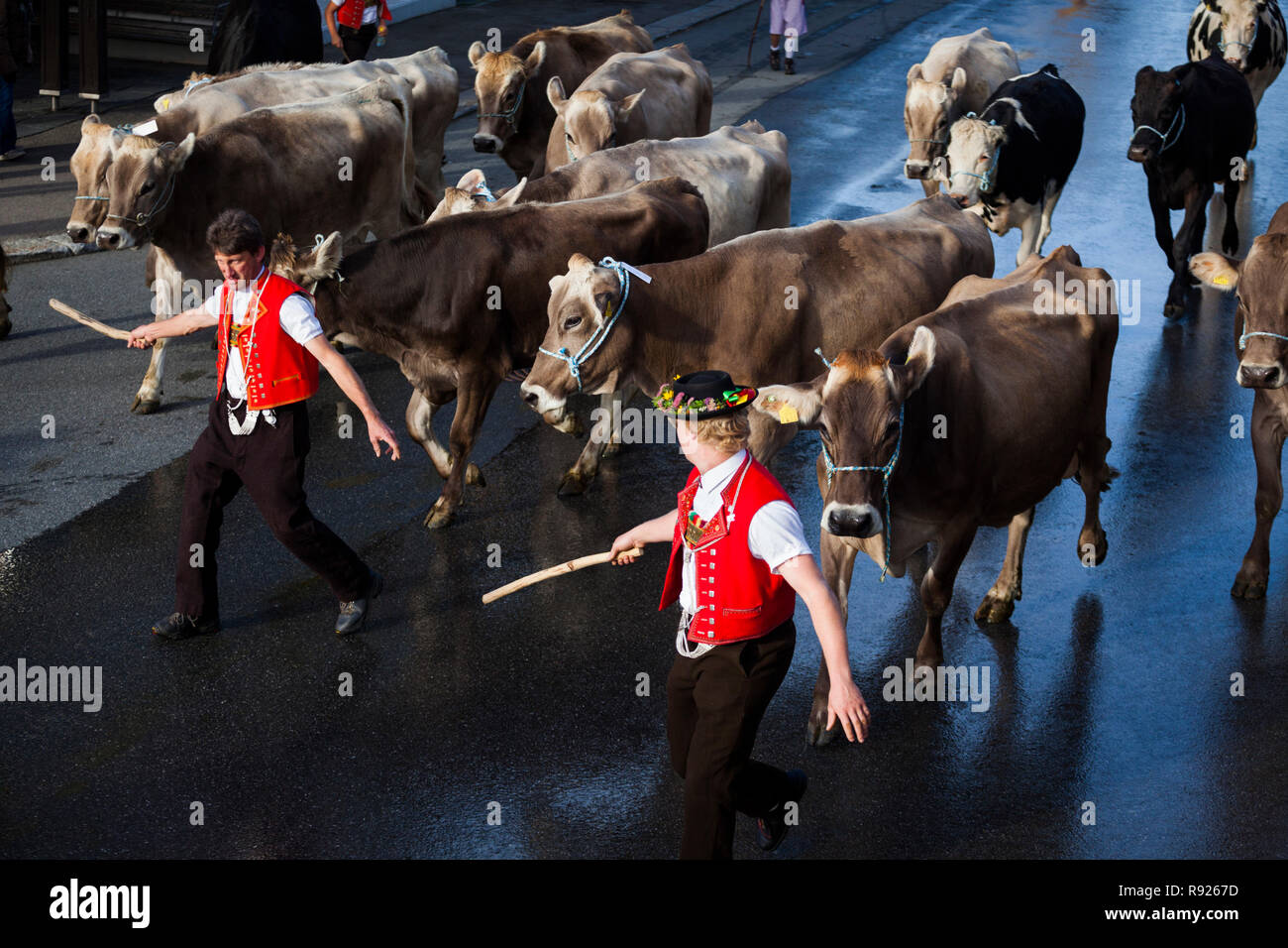 Men drive cattle down from alpine pastures through the main street of Wildhaus, St. Gallen, Switzerland Stock Photo