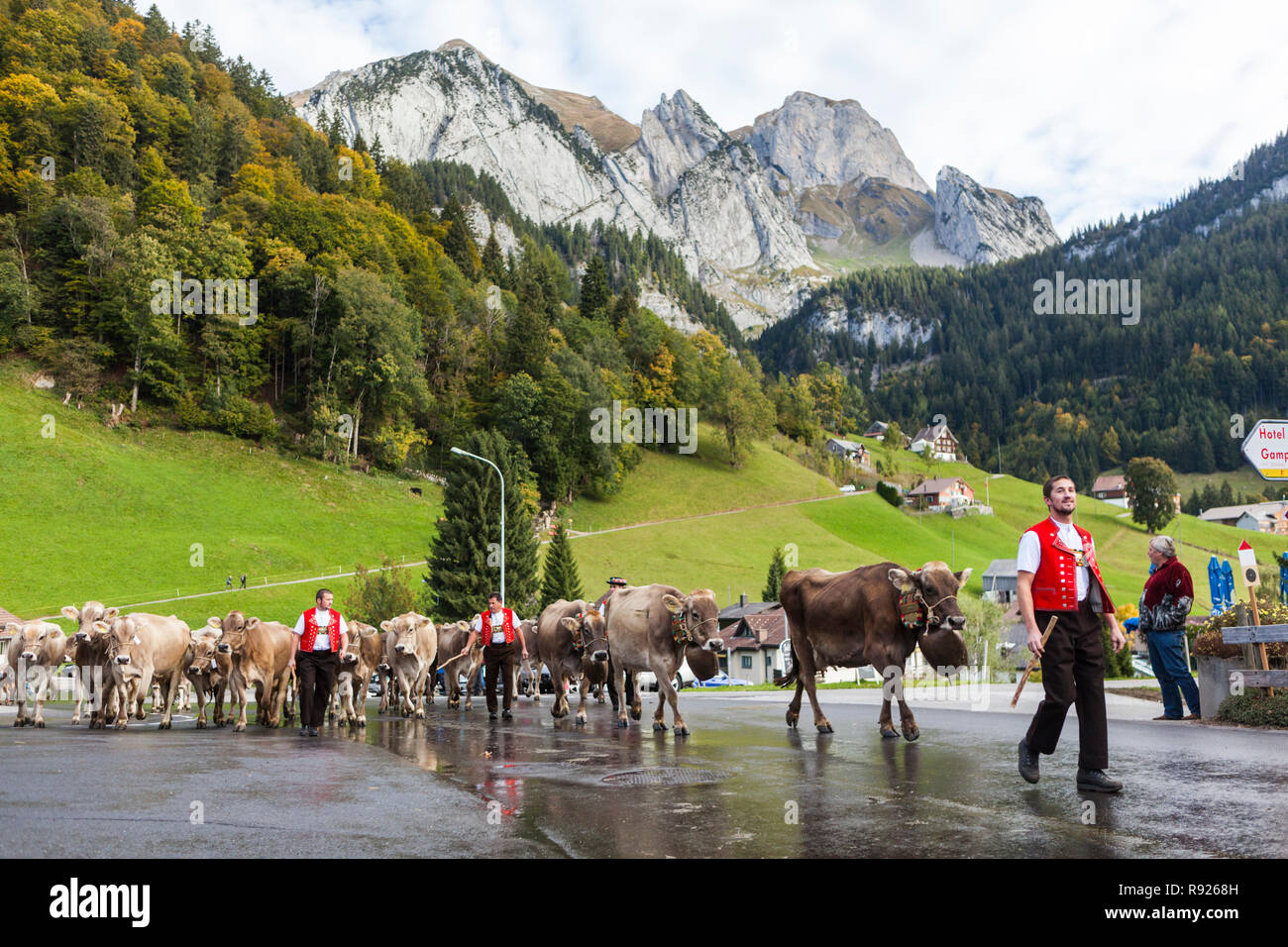 Men drive cattle down from alpine pastures and into Wildhaus, St. Gallen, Switzerland. The Alpstein massif is visible in the background Stock Photo