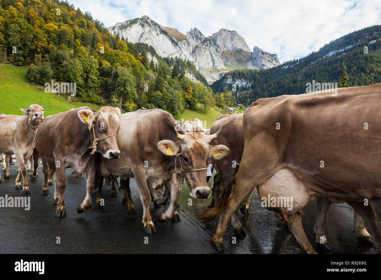 Cattle are driven down from alpine pastures and into Wildhaus, St. Gallen, Switzerland. The Alpstein massif is visible in the background Stock Photo