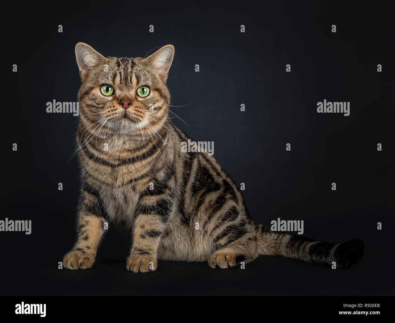 Handsome Young Adult Black Tabby American Shorthair Cat Sitting