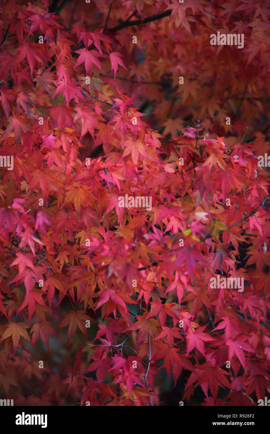 Leaves of Acer tree in Autumn Surrey England Stock Photo