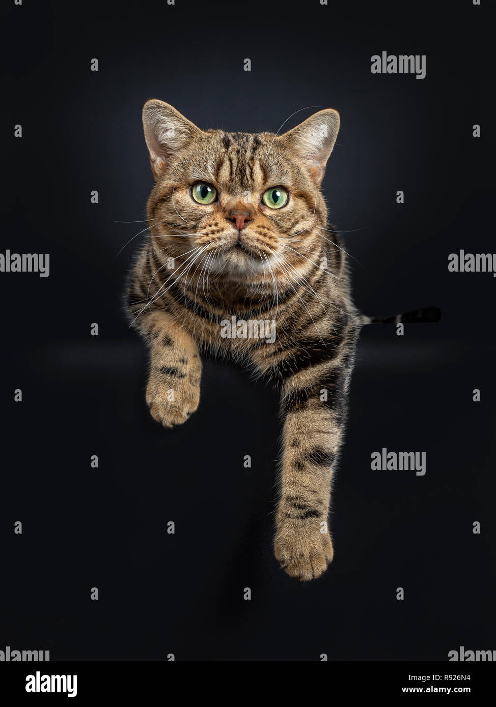 Handsome young adult black tabby American Shorthair cat laying down with paws hanging down from edge. Looking straight at lens with yellow / green eye Stock Photo