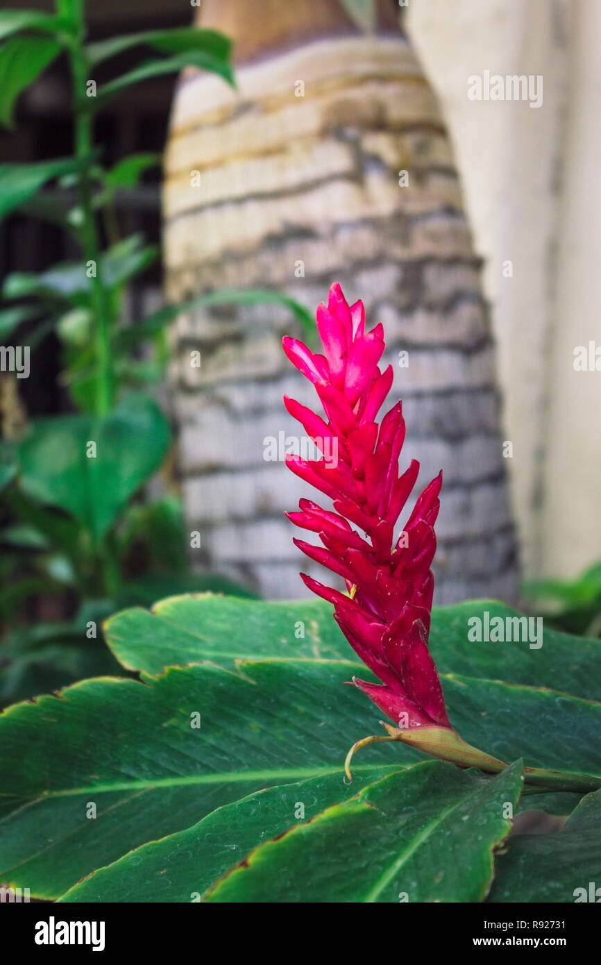 Alpinia purpurata, red ginger, also called ostrich plume and pink cone
