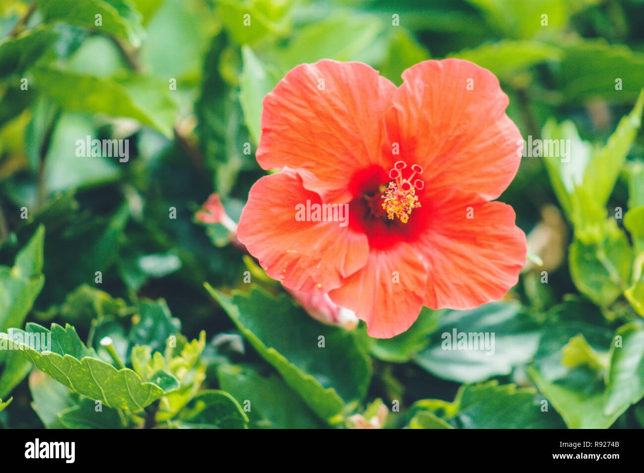 Tropical hibiscus hires stock photography and images Alamy