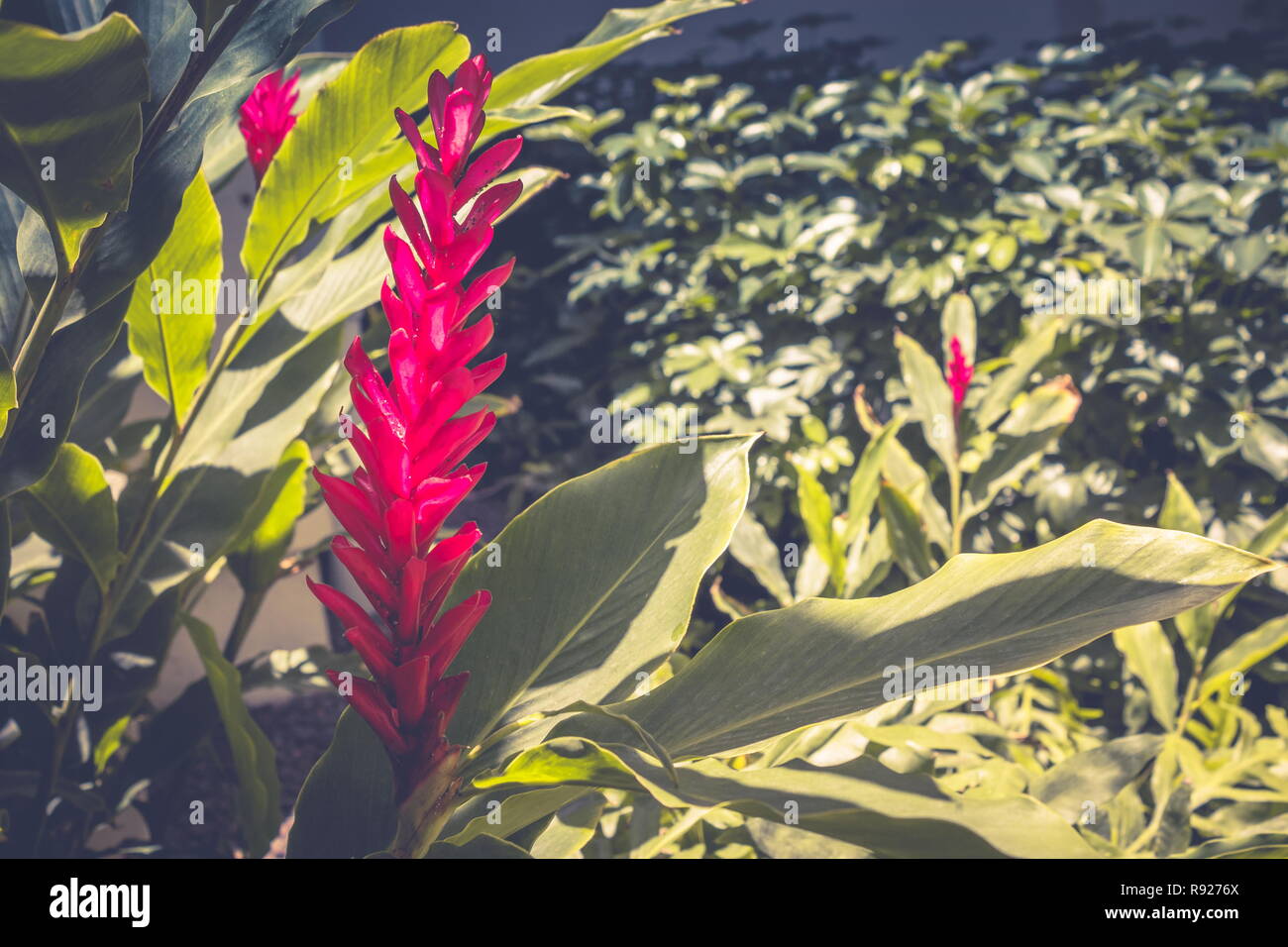 Alpinia purpurata, red ginger, also called ostrich plume and pink cone