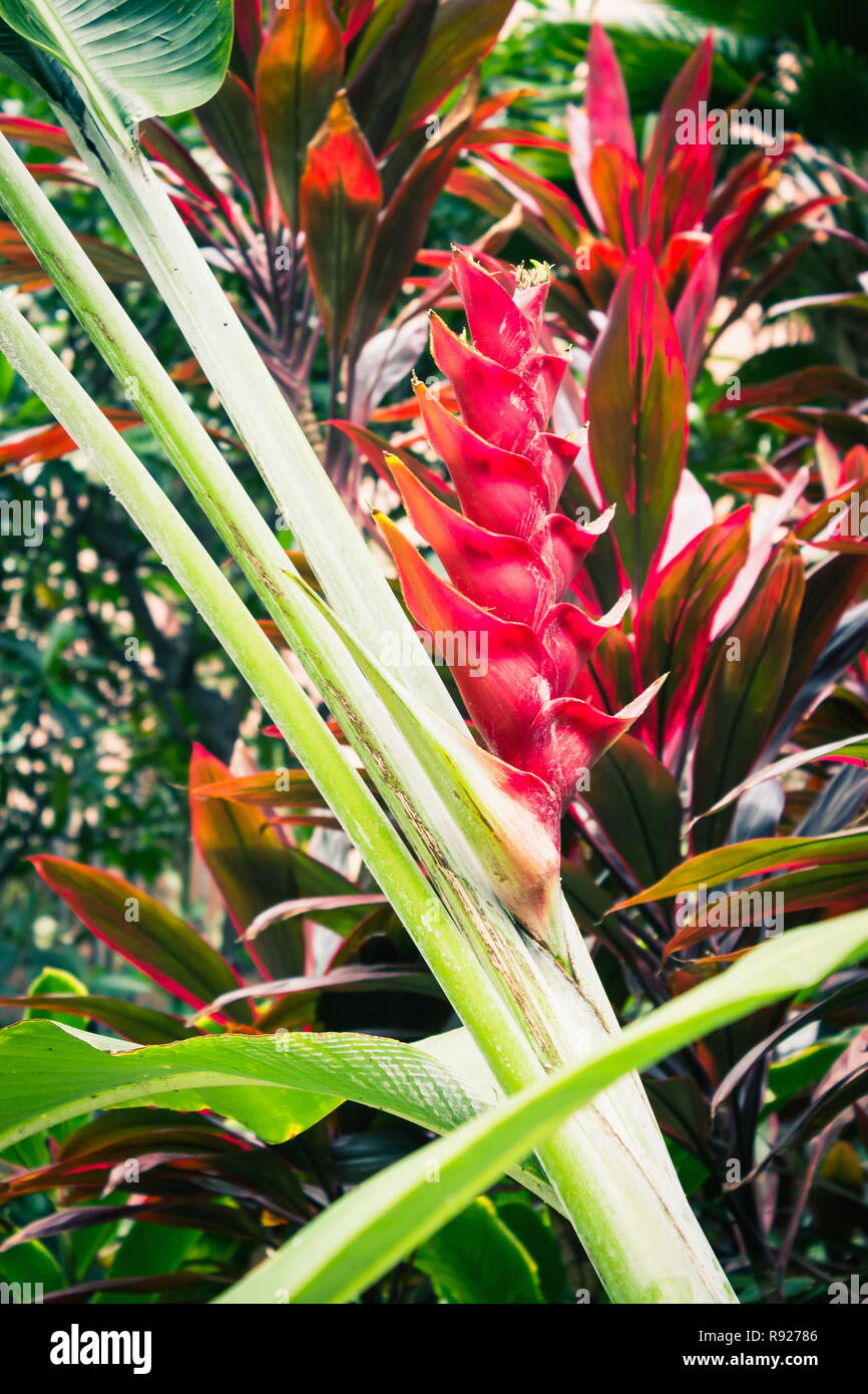 Alpinia purpurata, red ginger, also called ostrich plume and pink cone ginger, are native Malaysian plants with showy flowers on long brightly colored Stock Photo