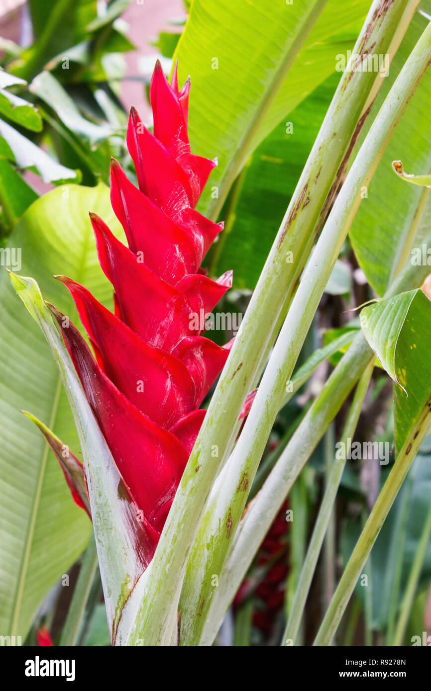 Alpinia purpurata, red ginger, also called ostrich plume and pink cone ginger, are native Malaysian plants with showy flowers on long brightly colored Stock Photo