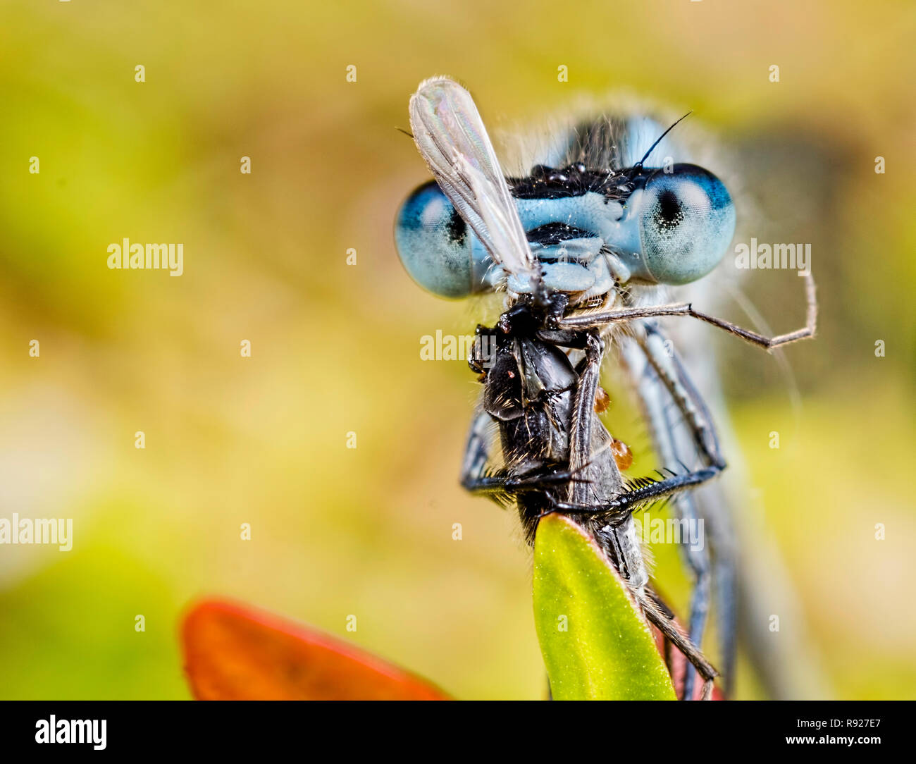 Tasty!  A Common Blue Damselfly (Enallagma cyathigerum) eatings its prey Stock Photo