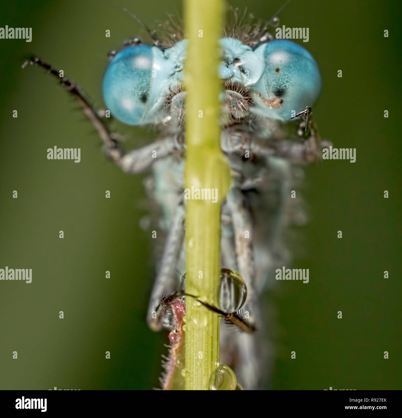Just like that! A close up of a Common Blue Damselfly (Enallagma cyathigerum) Stock Photo