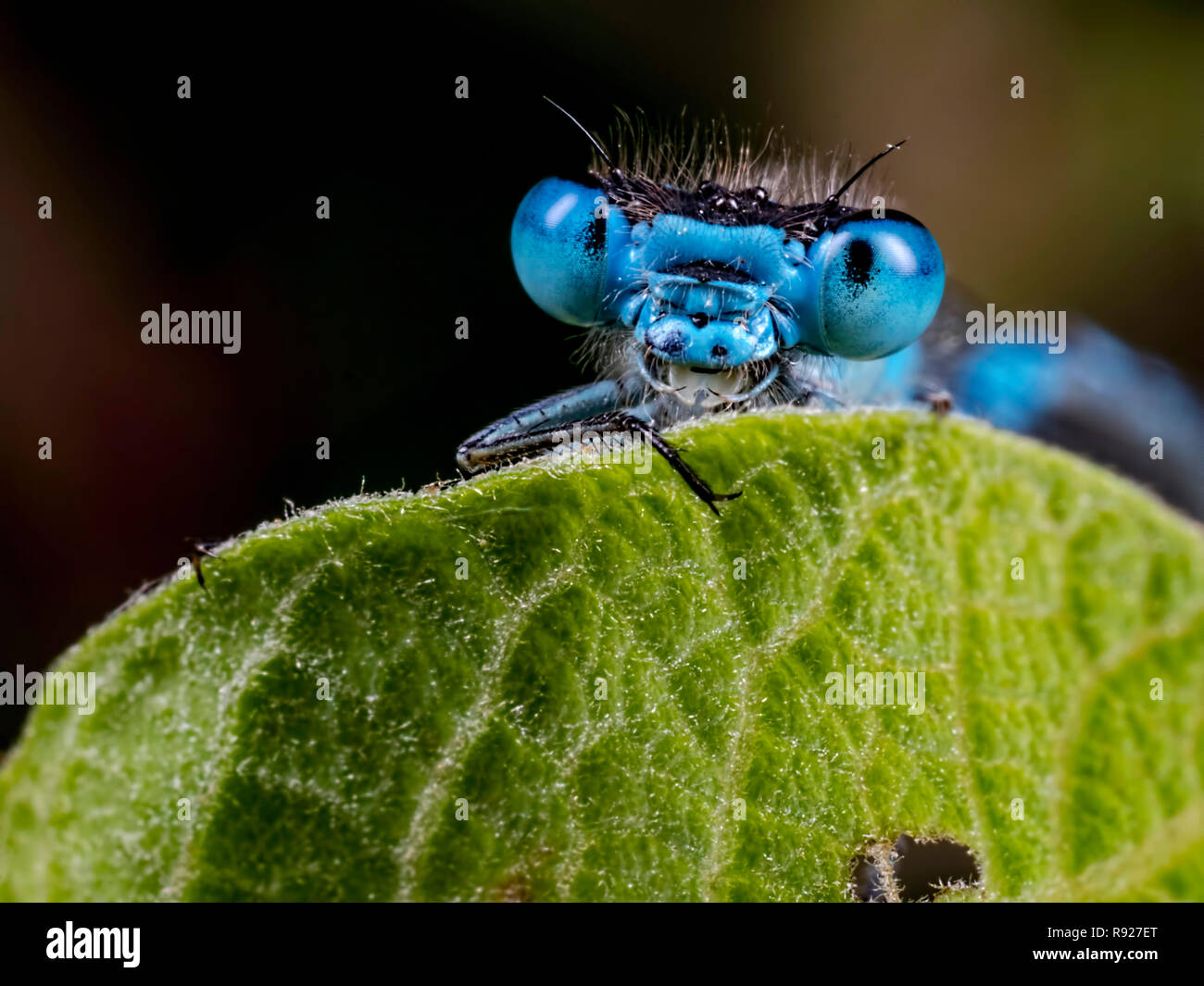 Thats all folks. A Common Blue Damselfly (Enallagma cyathigerum) appearing to be telling a joke Stock Photo
