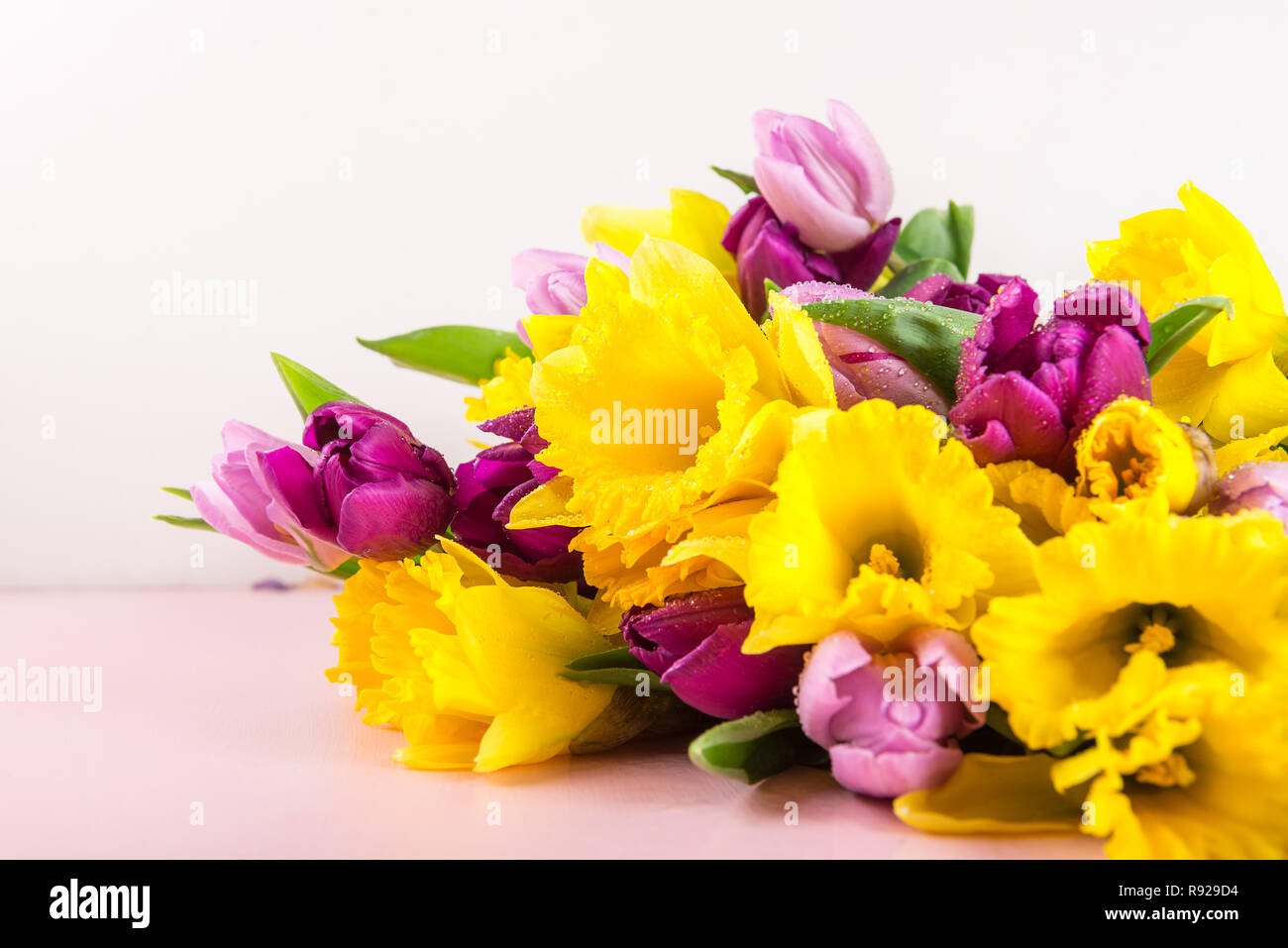 Beautiful Bunch of Tulips and yellow Daffodils on the Pink Background ...