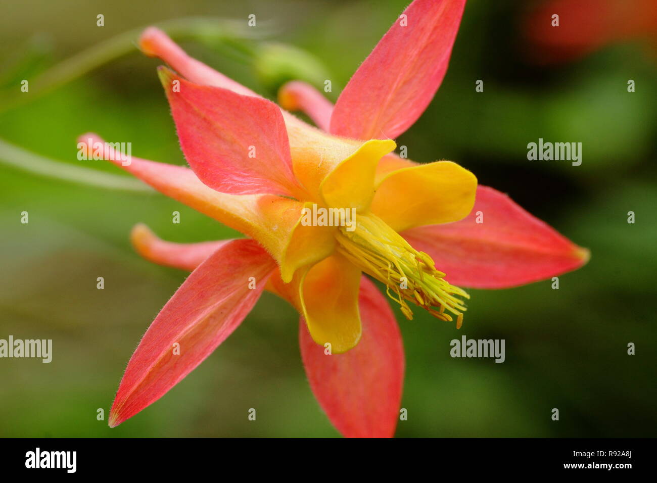 Aquilegia skinneri 'Tequila sunrise', columbine flower in a cottage garden, summer (June), UK Stock Photo