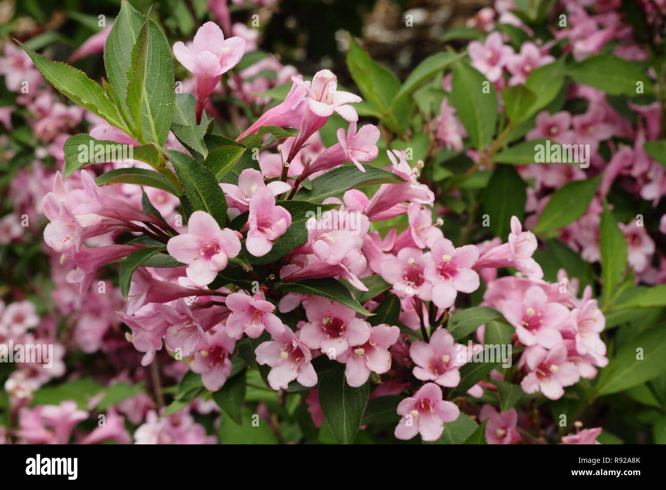 Flowers of Weigela 'Pink Poppet' dwarf shrub in a summer garden - June, UK Stock Photo