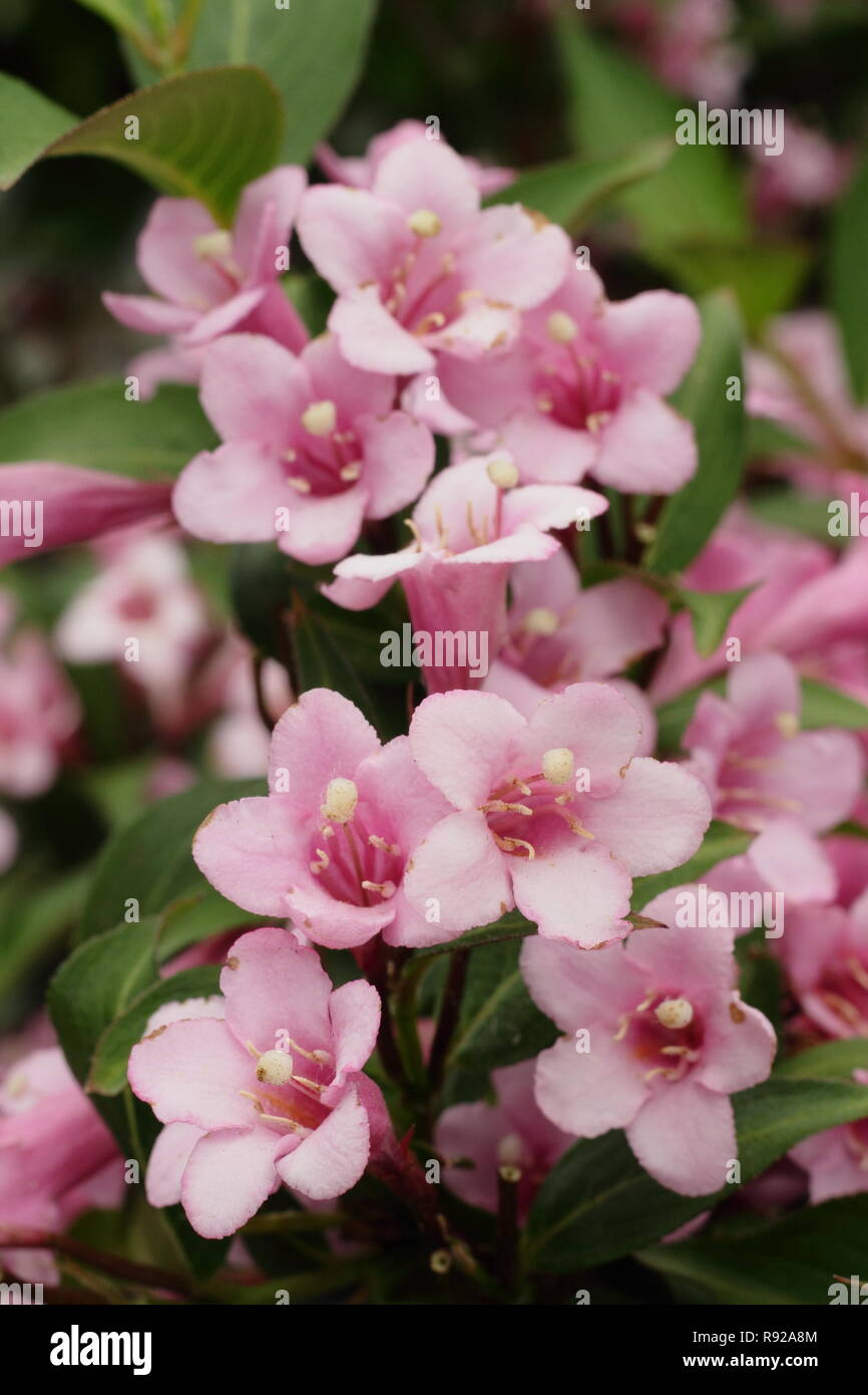 Flowers of Weigela 'Pink Poppet' dwarf shrub in a summer garden - June, UK Stock Photo