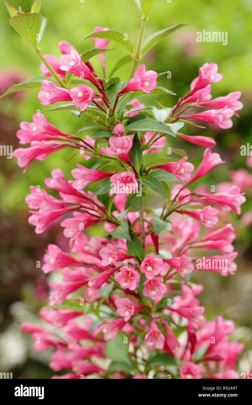 Ruby red flowers of Weigela 'Ruby Anniversary' in an English summer garden ,UK Stock Photo