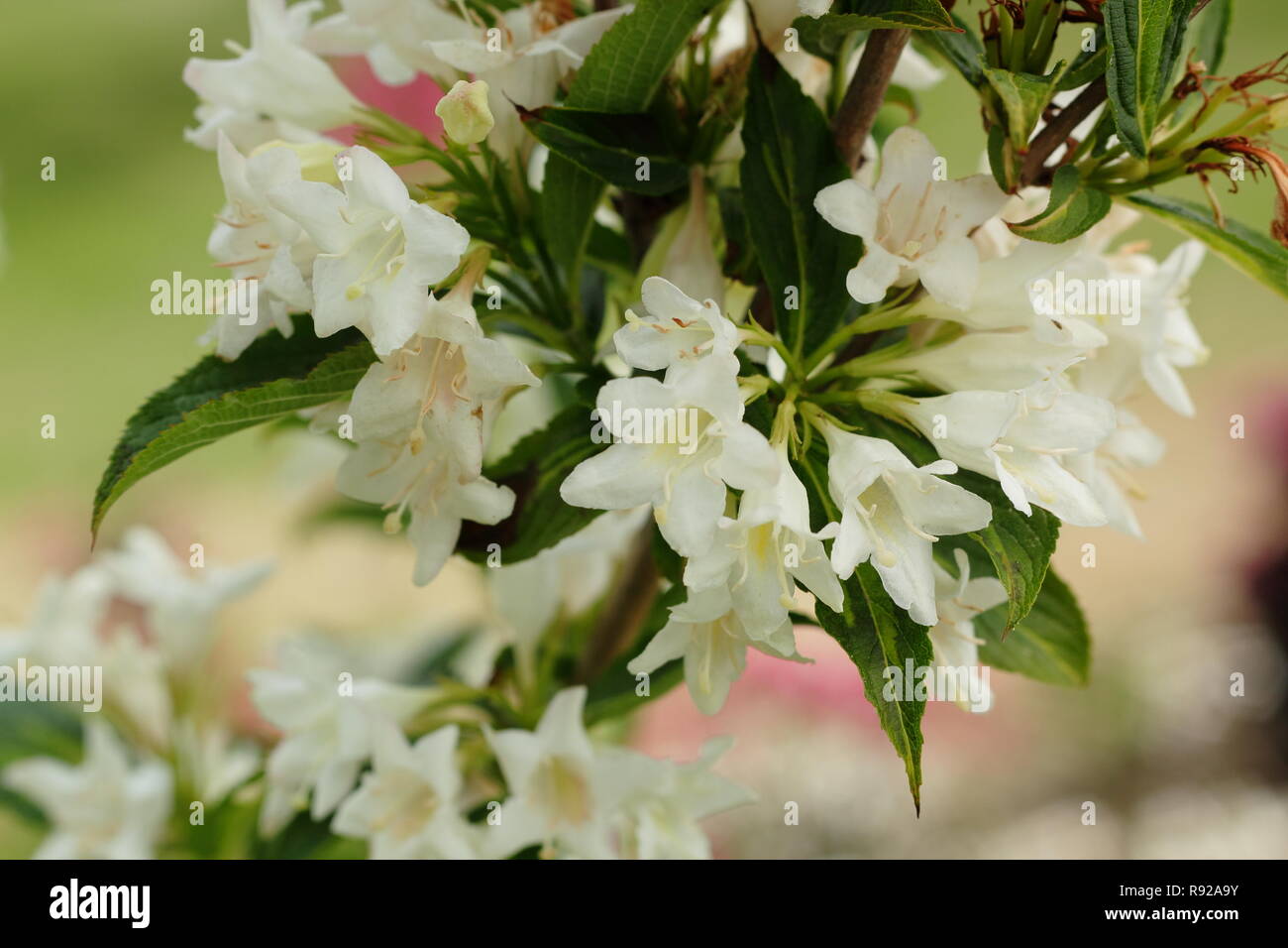 White Weigela Stock Photos White Weigela Stock Images Alamy