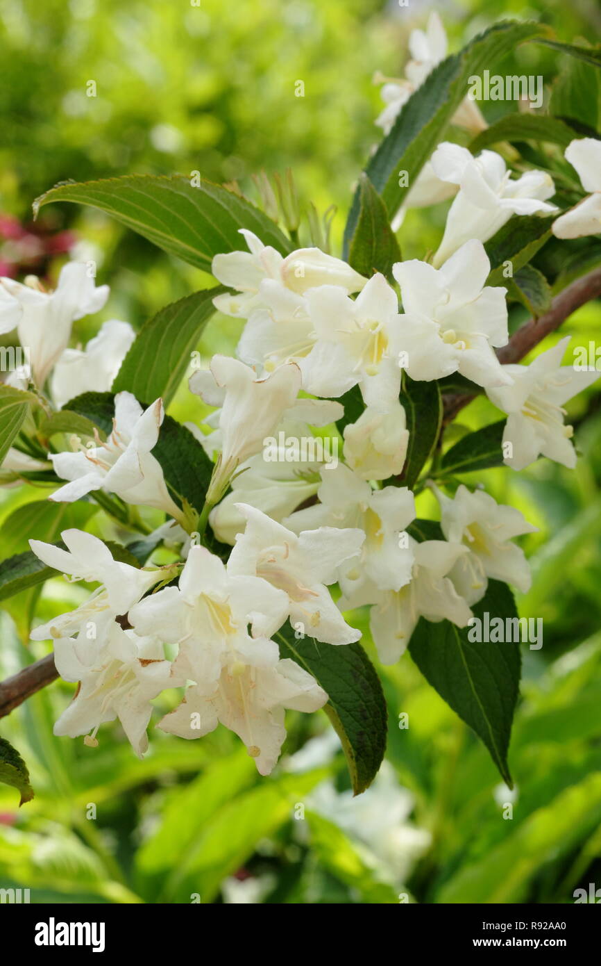 White Weigela Stock Photos White Weigela Stock Images Alamy