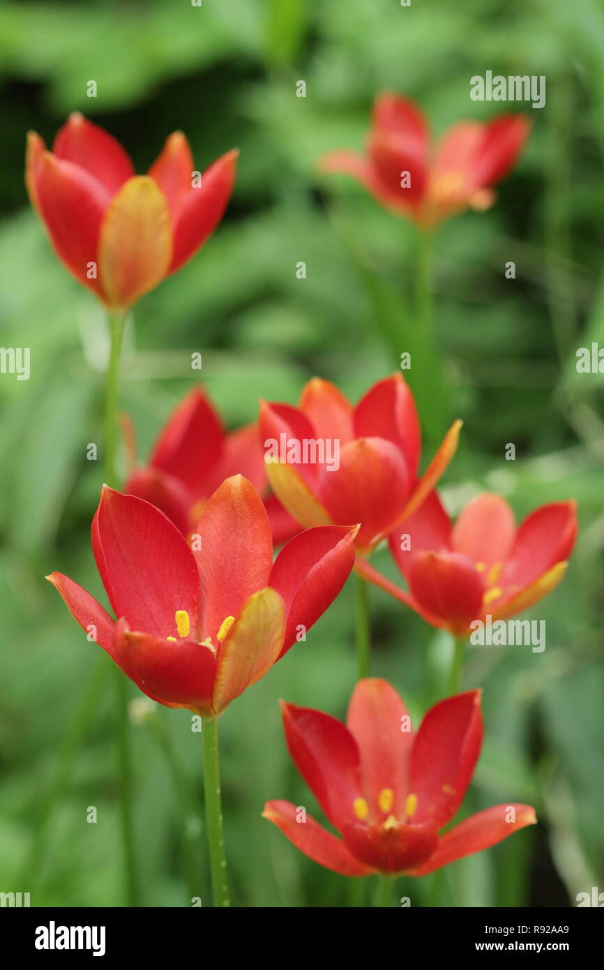 Tulipa sprengeri. Naturalized Sprenger's tulips flowering in May - UK Stock Photo