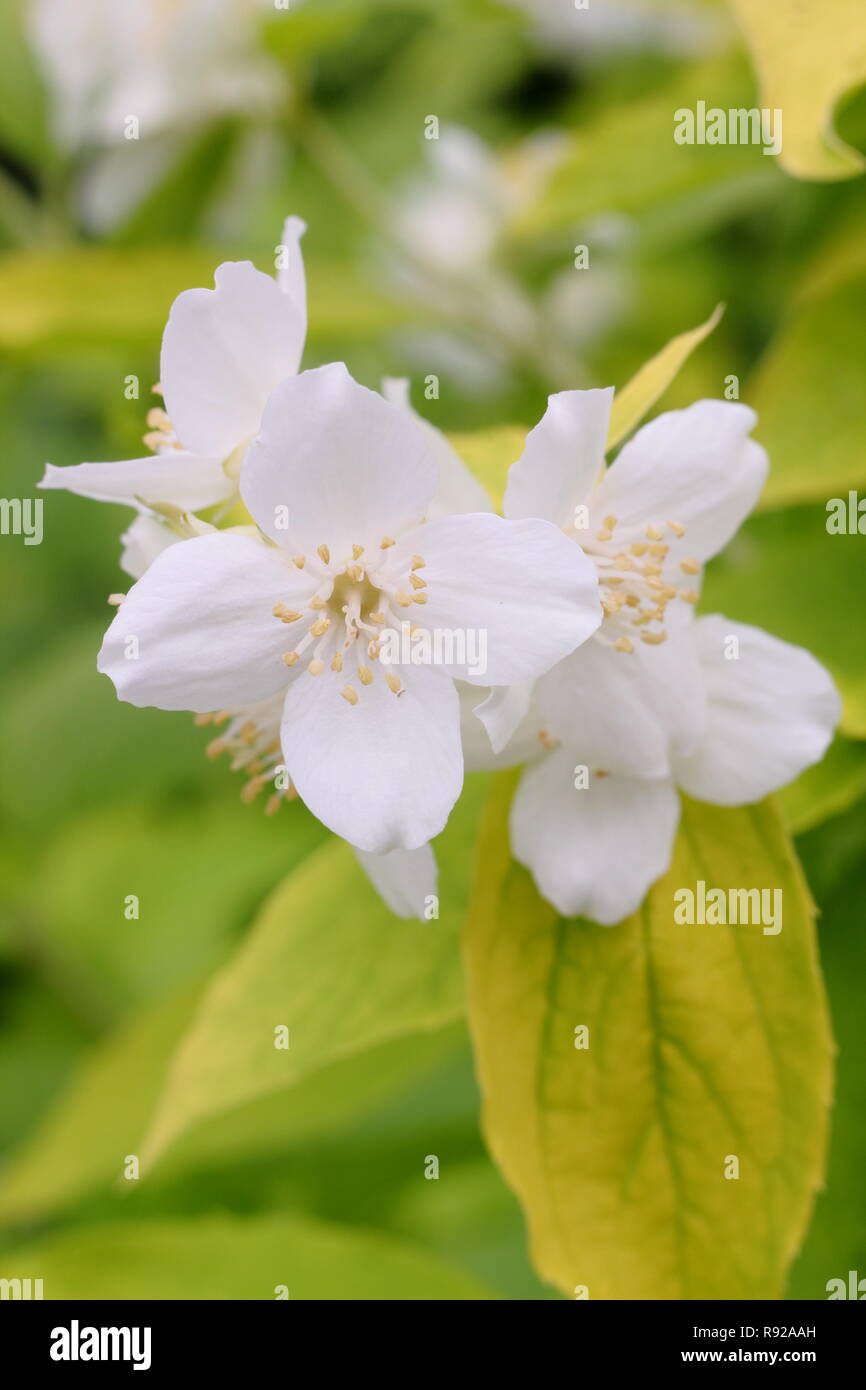 Philadelphus coronarius 'Aureus'. Fragrant flowers of Golden mock orange 'Aureus' in early summer- June, UK Stock Photo