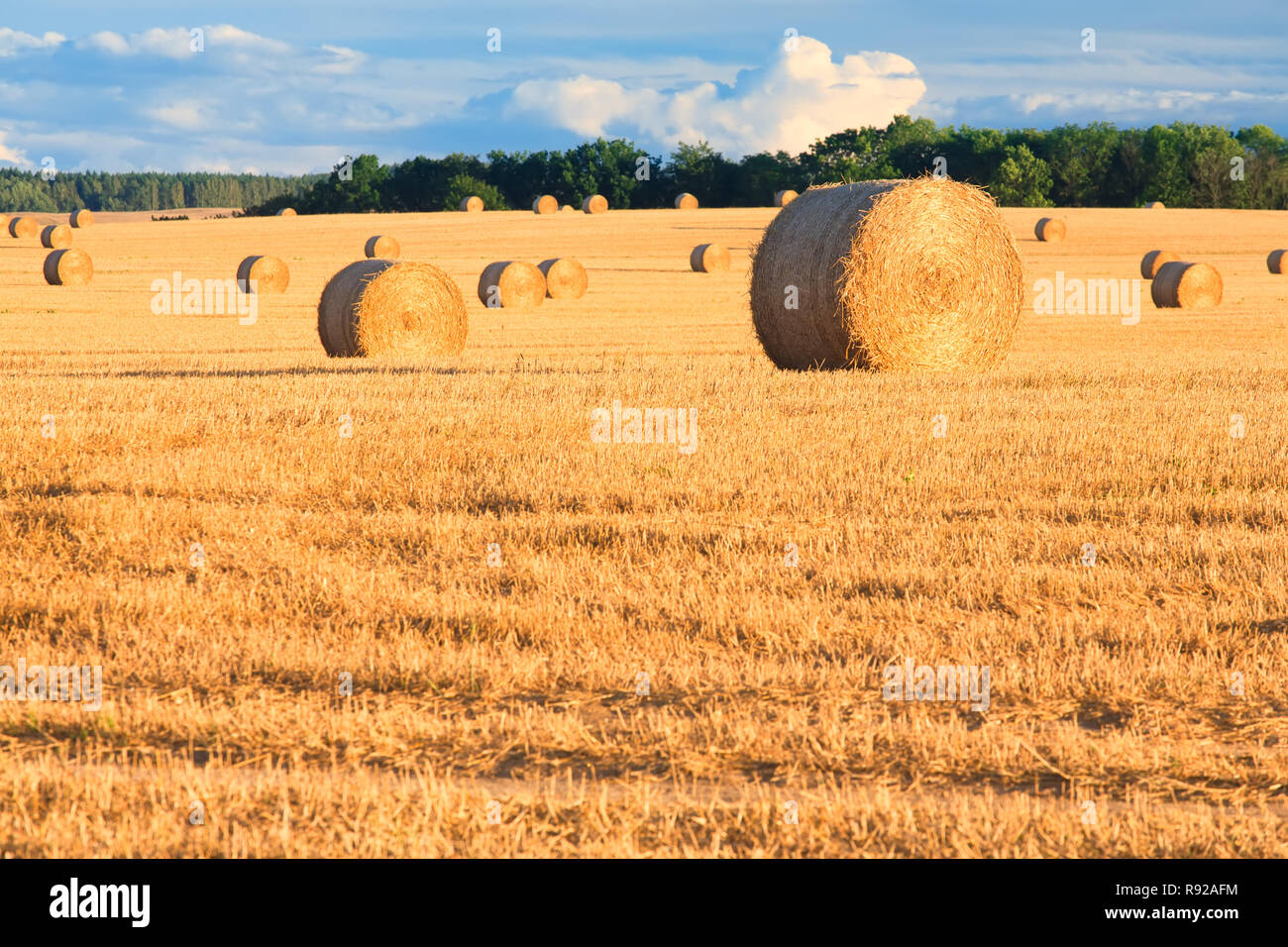Yellow bales of hay on a sunny field. Blue vibrant sky with clouds at ...