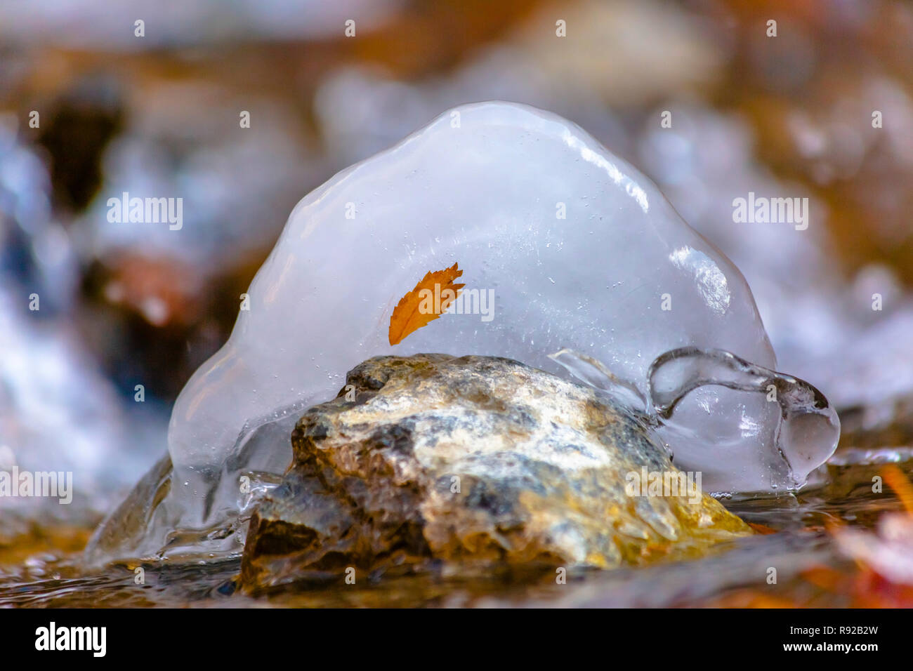 Single leaf frozen in ice inside of riverbed Stock Photo - Alamy
