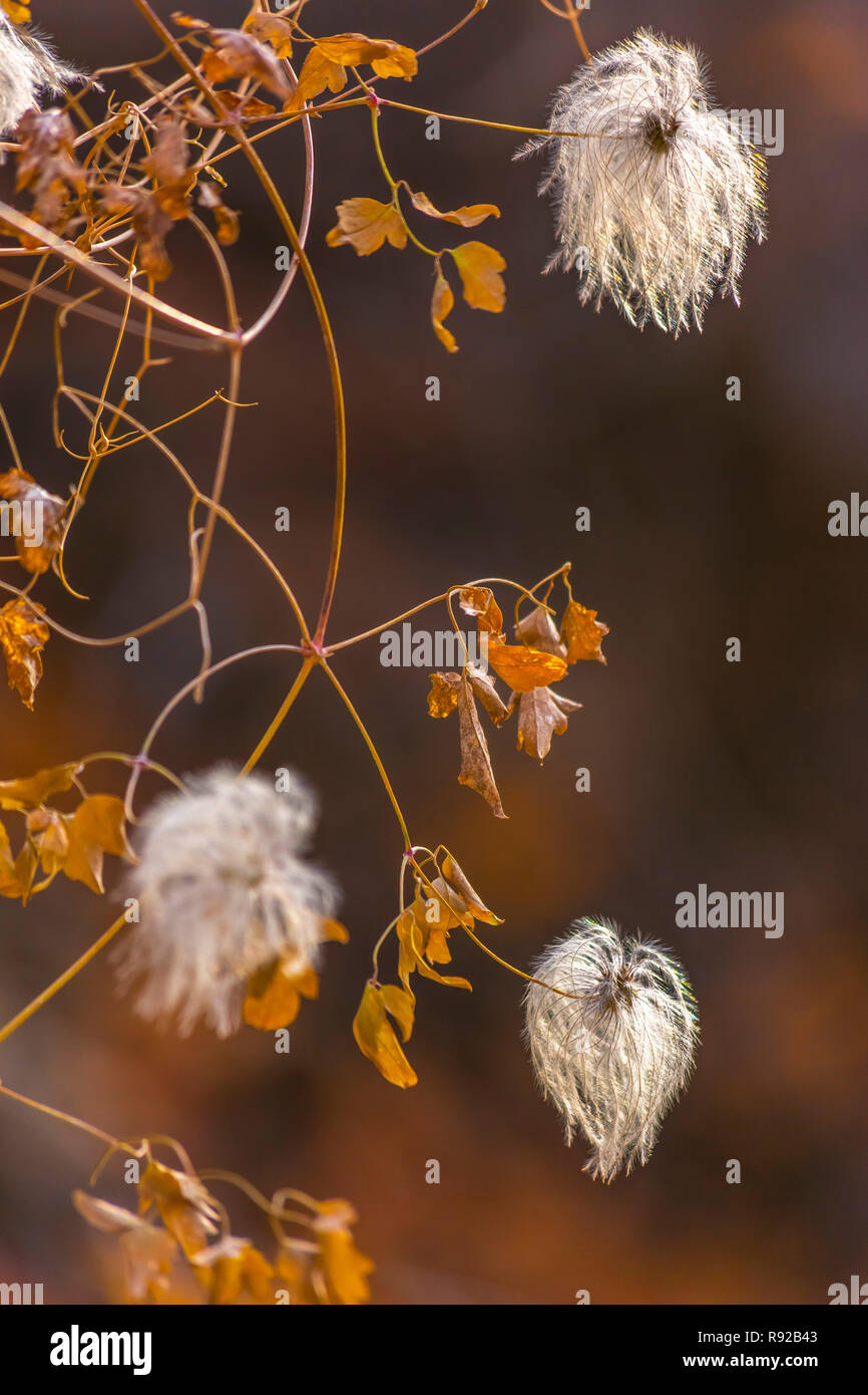 Three white fuzzy flowers on a vine off trail Stock Photo Alamy