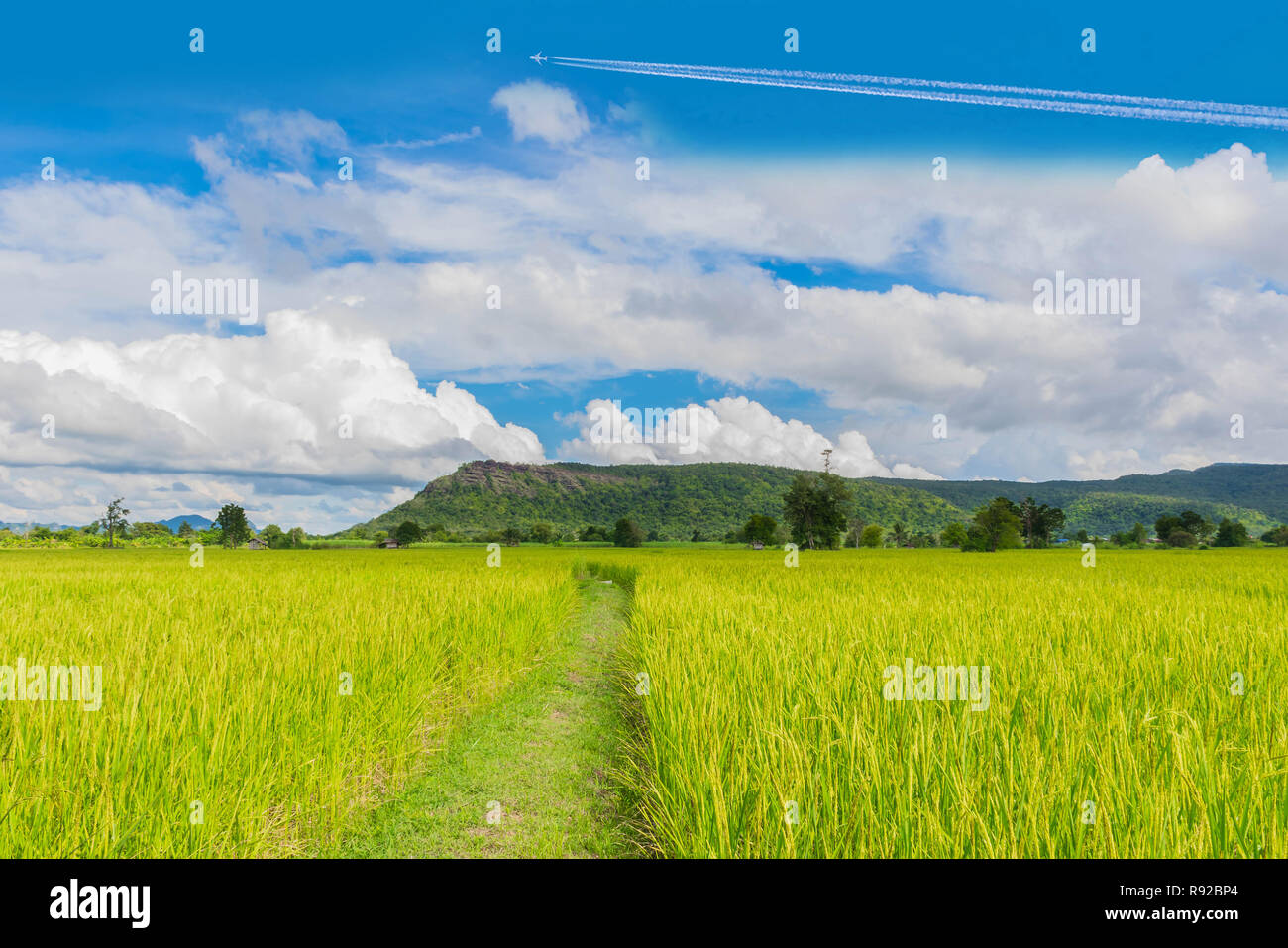 The soft focus green paddy rice field, rice paddy flower stage, with beautiful sky and cloud in Thailand. Stock Photo