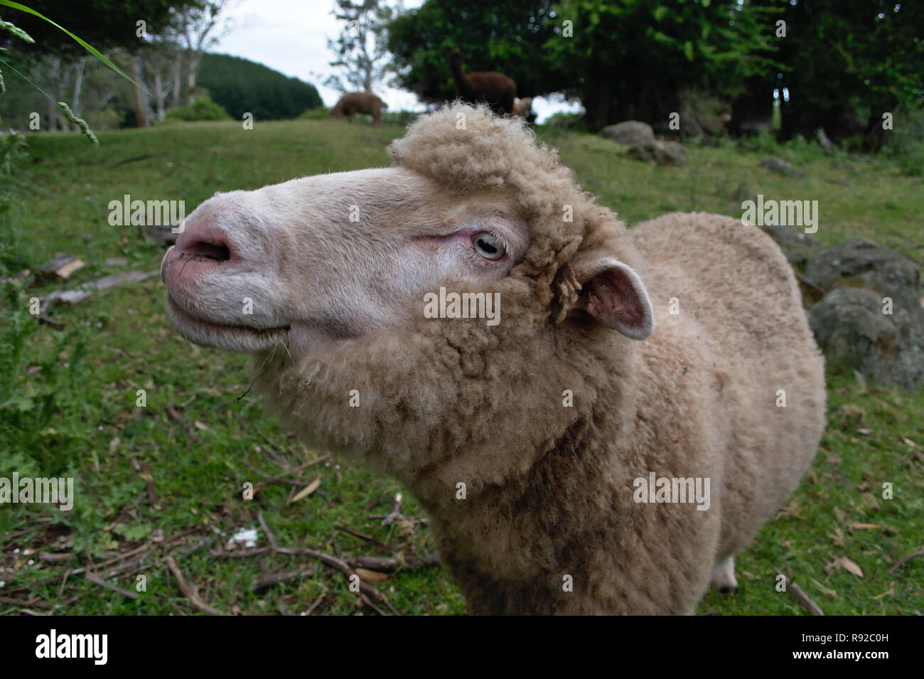 Sheep on grass close up Stock Photo - Alamy