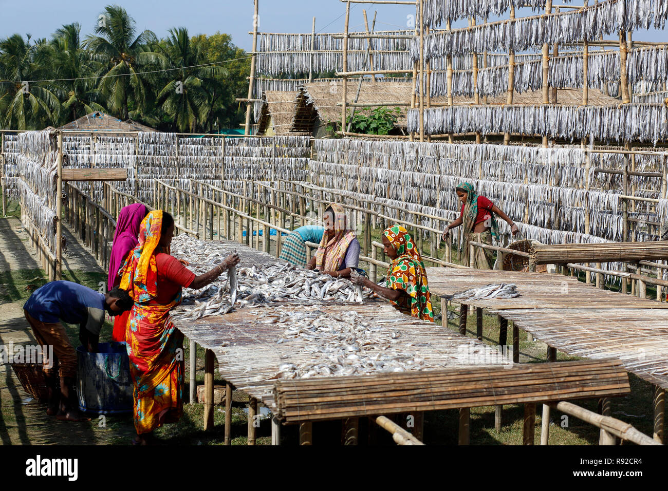 Workers processing fish to be dried at Nazirartek Dry Fish Plant in Cox