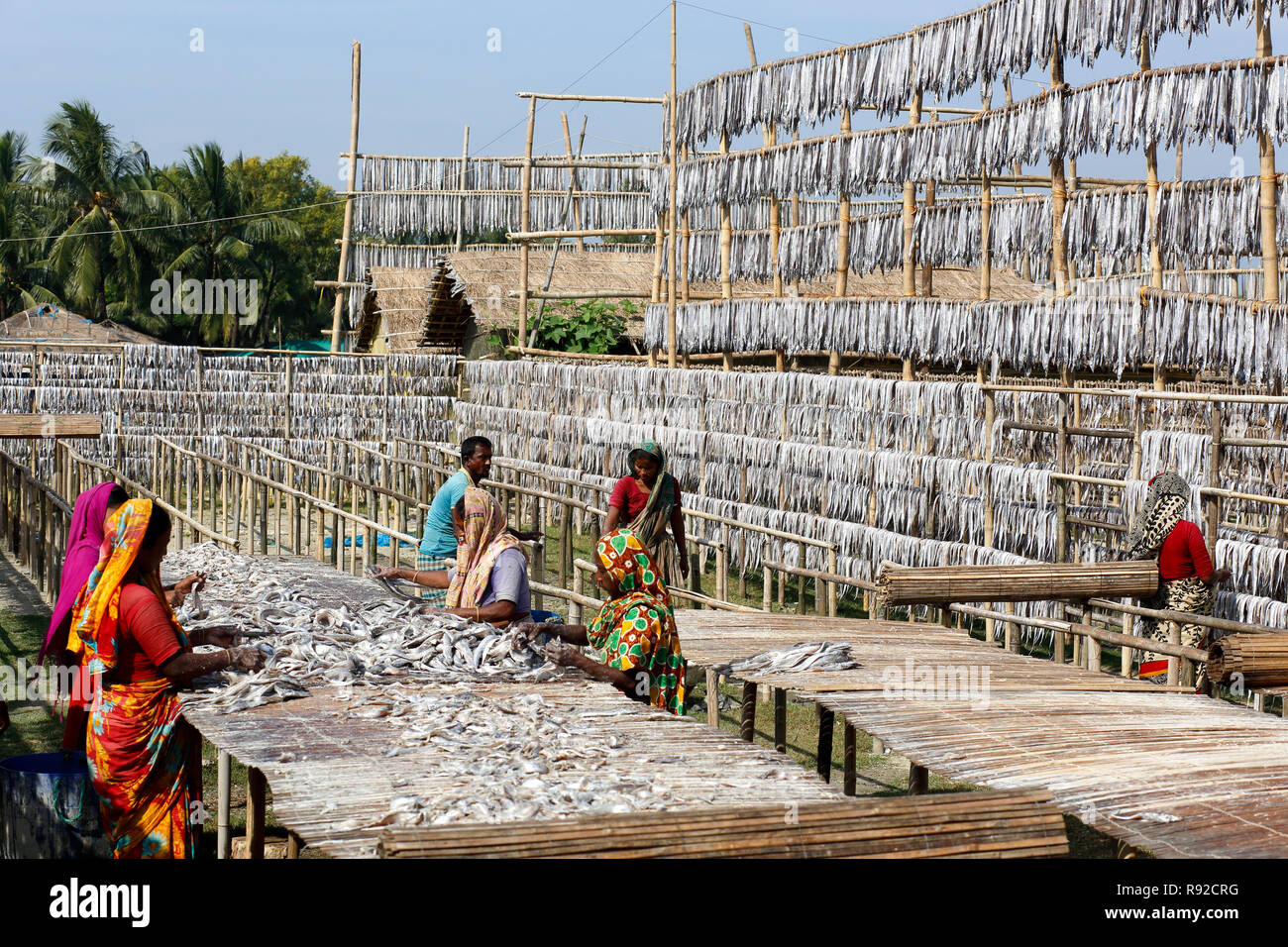 Workers processing fish to be dried at Nazirartek Dry Fish Plant in Cox