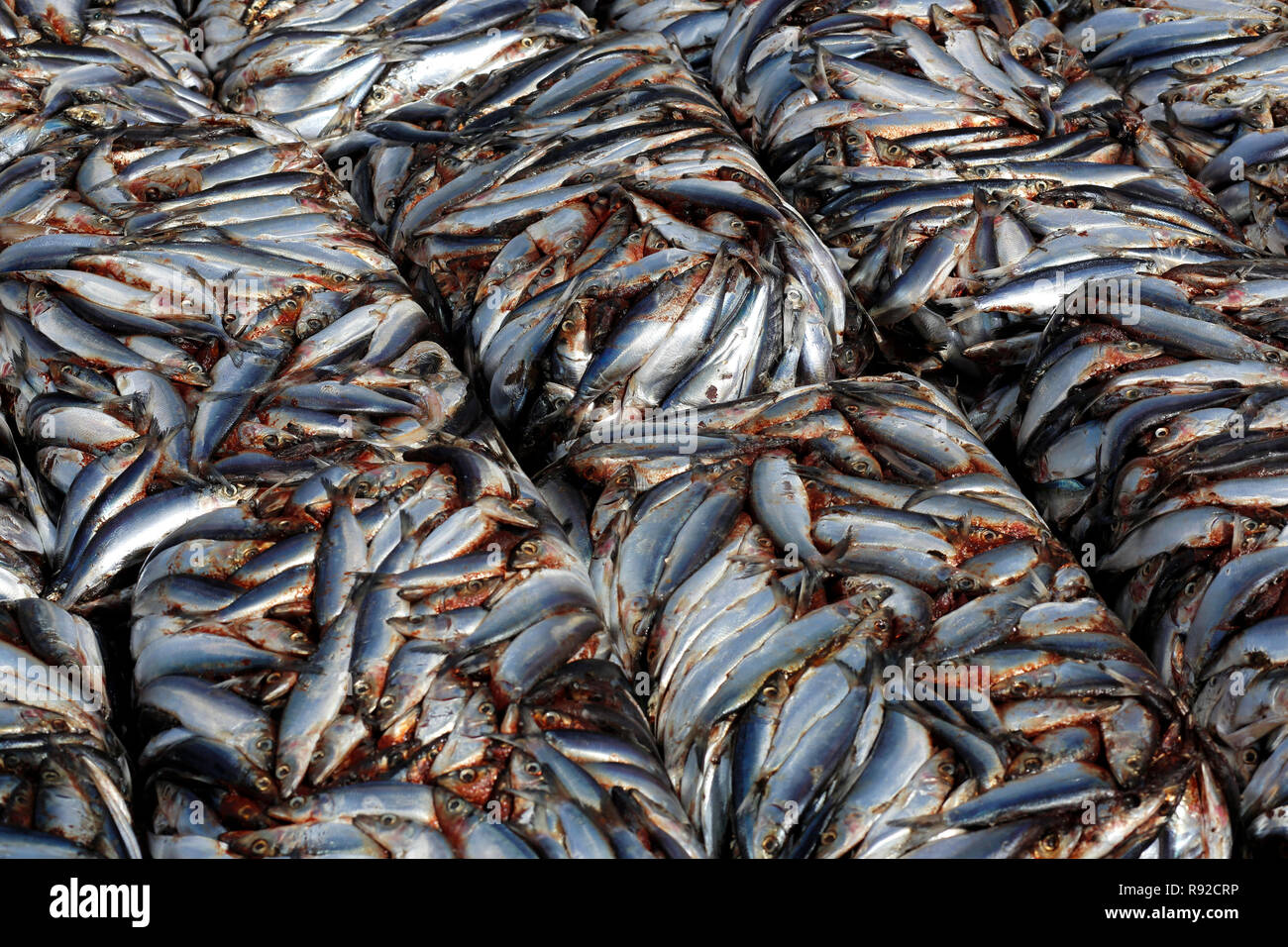 Frozen marine fishes to be dried at Nazirartek Dry Fish Plant in Cox’s Bazar, Bangladesh. Stock Photo